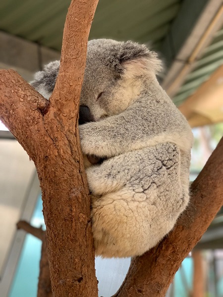 koala_sleeping_on_tree