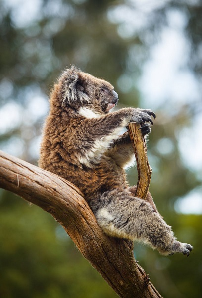 vigilant_koala_watching_from_branch