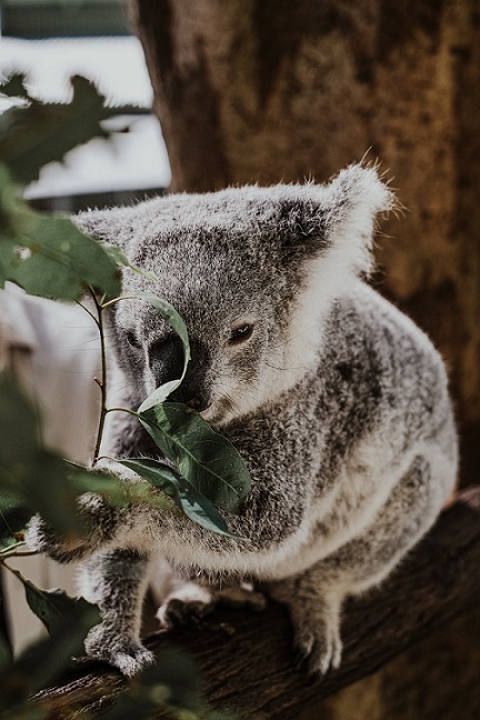 peaceful_koala_leaning_on_tree