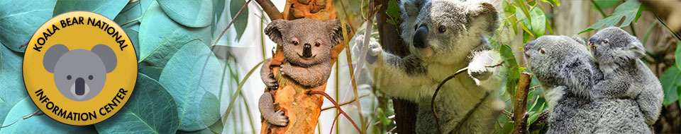 koala_site_banner