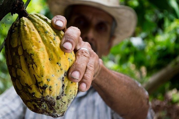 man holding cocoa bean