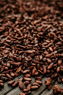 Lots of cocoa beans