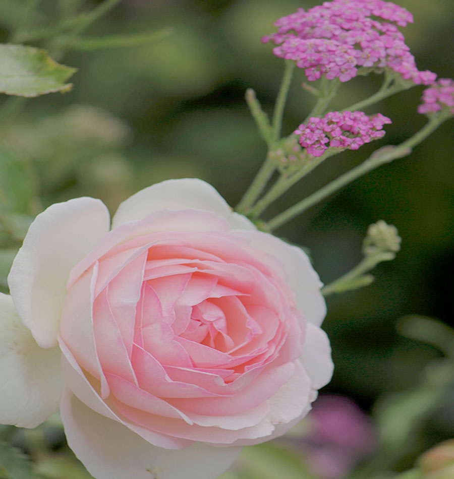 vibrant pink and white rose