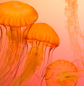 jellyfish