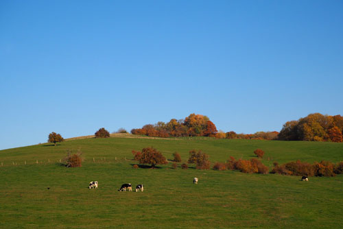 cows grazing in countryside field