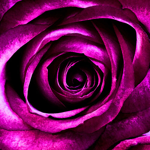purple rose