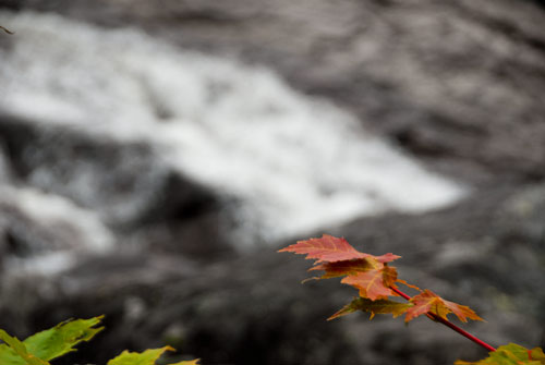 picture of foliage and river with foreground foliage colorized and river and background in greyscale