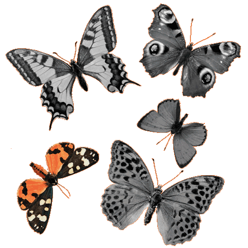 greyscale picture of 5 butterflies with bottom-left butterfly in color