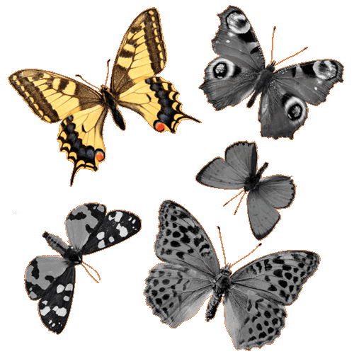greyscale picture of 5 butterflies with top-left butterfly in color