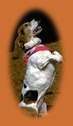 begal dog standing on hind legs looking up