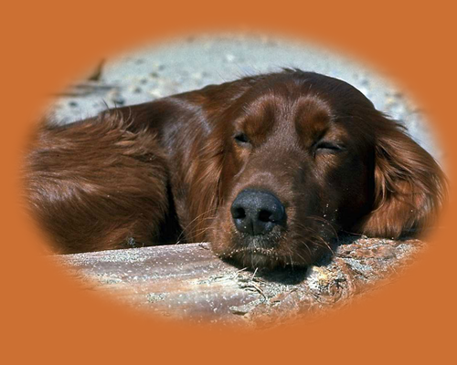 brown dog sleeping on top of plush surface
