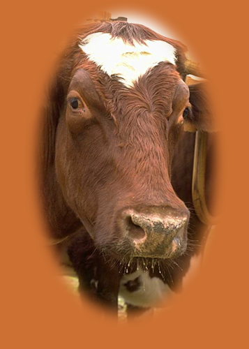 spotted cow looking at camera