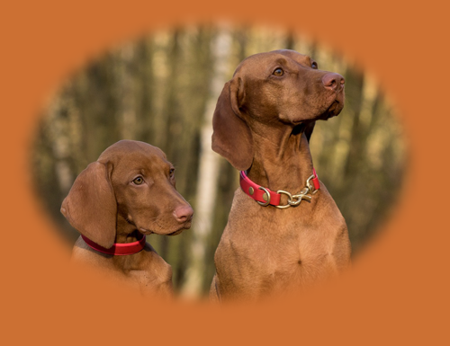two brown weiner dogs looking to right with nature background