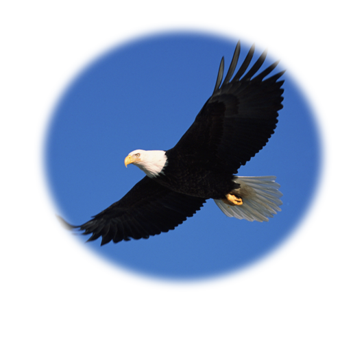 eagle flying high in the sky on a cloudless day