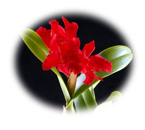 beautiful red flower with black background