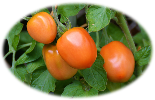 series of orange tomatoes growing on stem