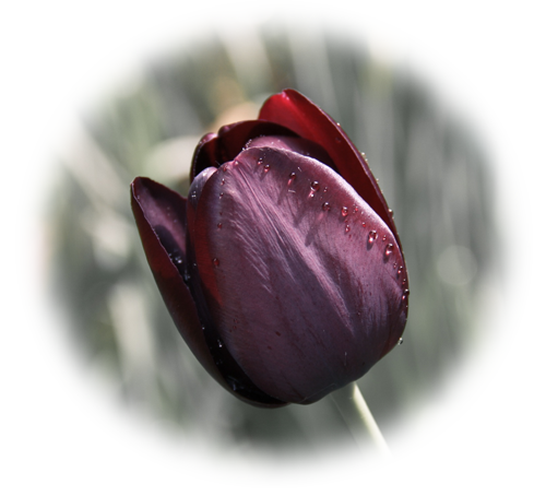 beautiful wine-red tulip with somewhat gray background